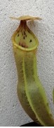 Nepenthes spathulata x clipeata